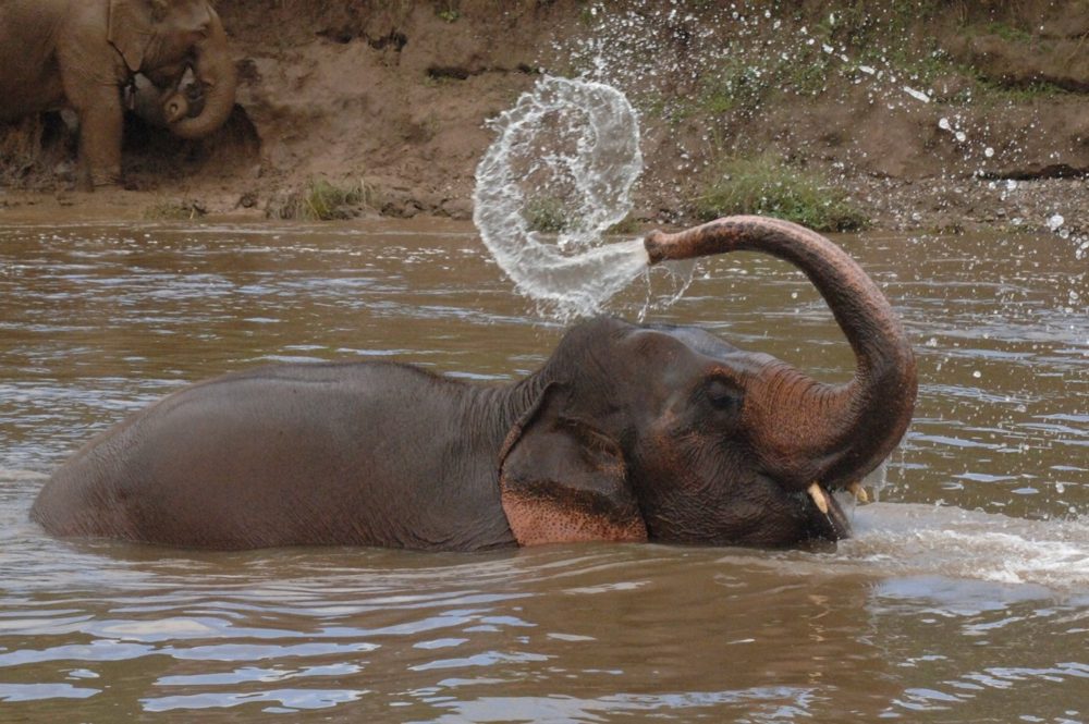 An elephant bathing in a river and spraying a fountain of water over its head with its trunk.