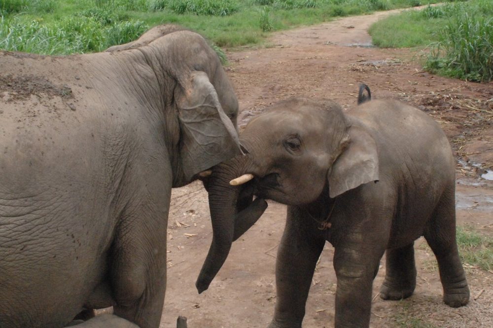 An elephant calf pressing its face against the mouth of an adult elephant on a dirt path.