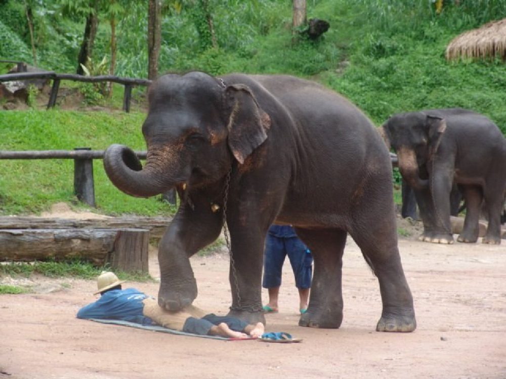An elephant standing over a man who lies face down on a mat on the ground.