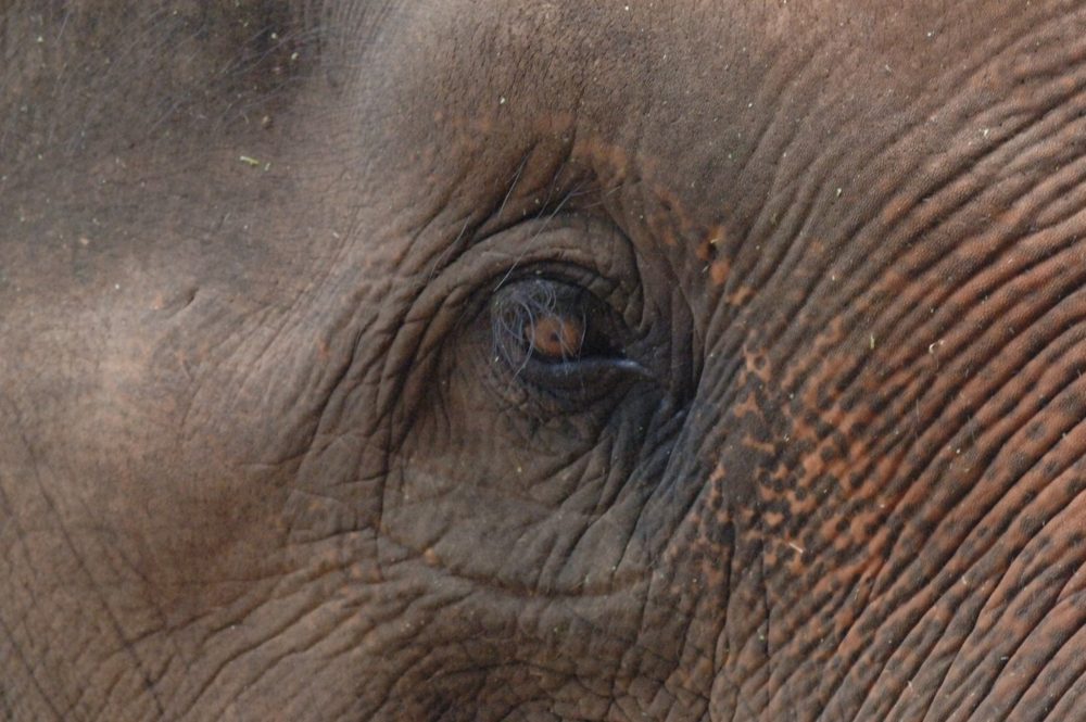 A close-up of an elephant's eye and wrinkled skin.