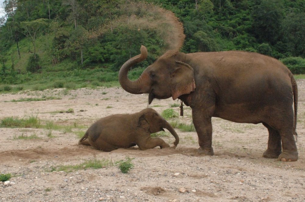 A mother elephant throwing dust over her back while her calf lies in the dirt beside her.