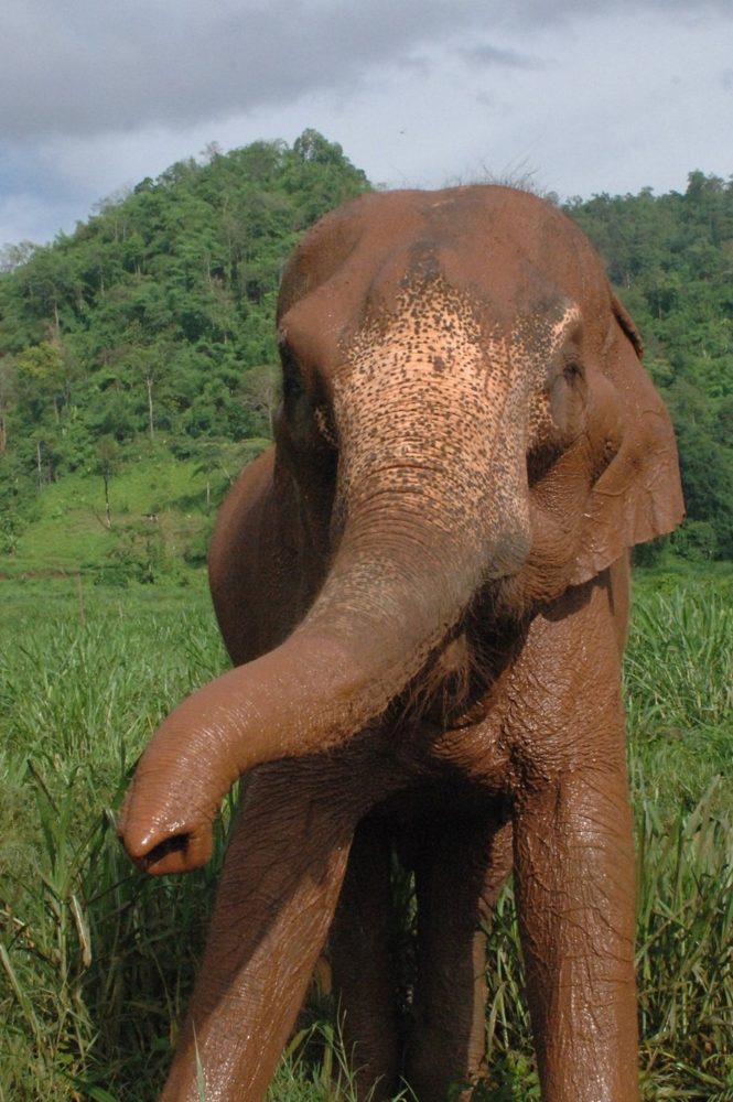 A young elephant covered in red dust, reaching its trunk toward the camera in a grassy field.