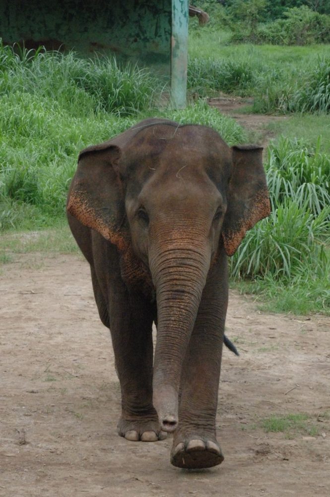 A young elephant walking straight toward the camera along a dirt path.