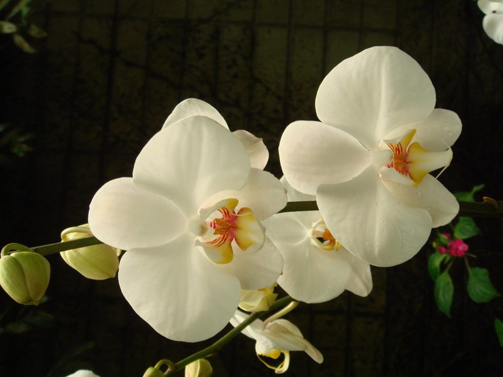 A spray of white moth orchids with yellow and red centers, flower buds still closed along the stem.