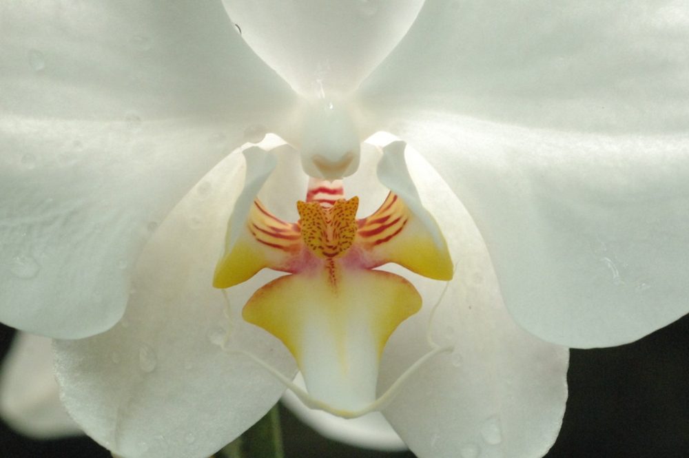 A close-up of a white moth orchid, its yellow lip striped and freckled with red, with drops of water on the petals.