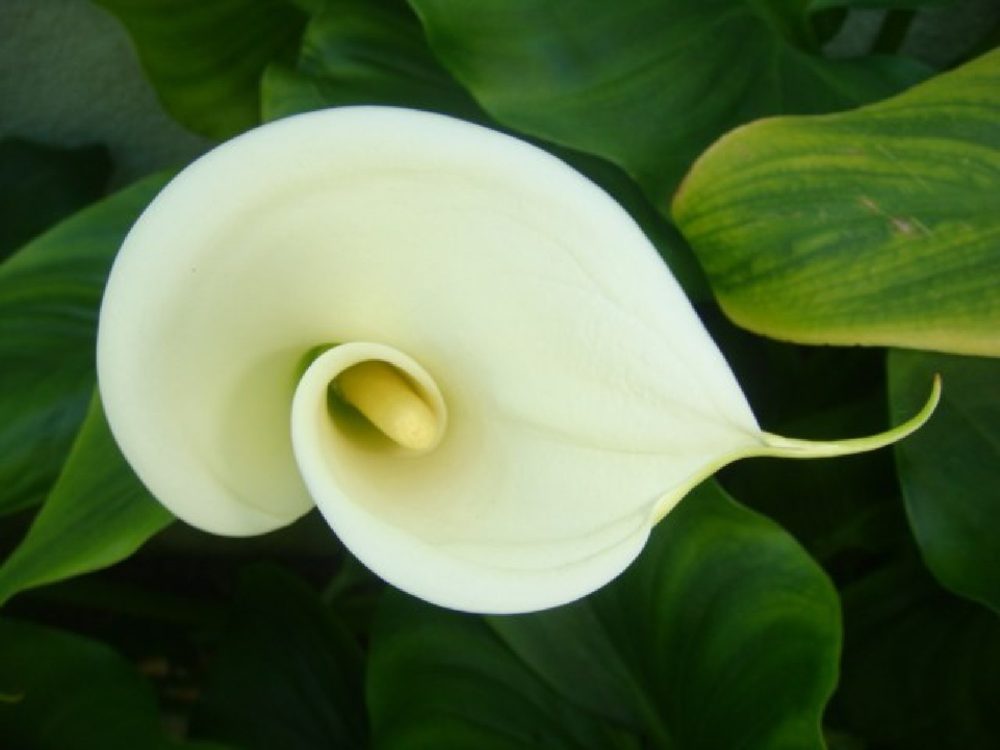 A white calla lily, its curled spathe wrapped around a yellow spadix, among broad green leaves.