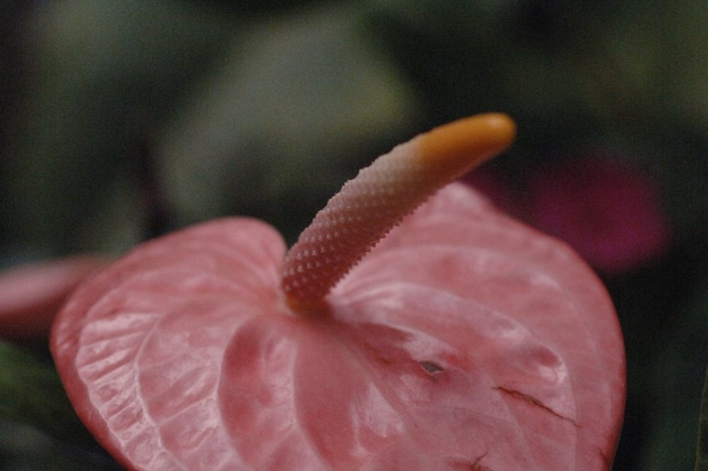 A pink anthurium, its upright spadix rising from a glossy heart-shaped spathe.