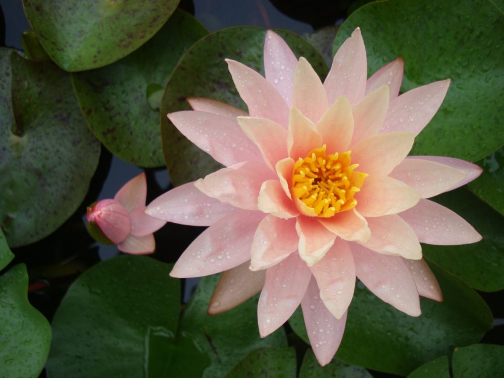 A pink water lily with a golden center floating among lily pads, beaded with rain, a closed bud beside it.