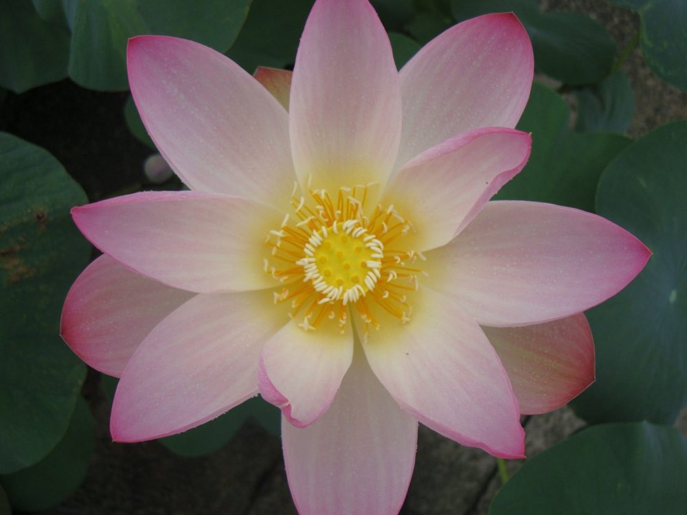 A lotus flower fully open, its pink-tipped petals around a golden center ringed with yellow stamens.