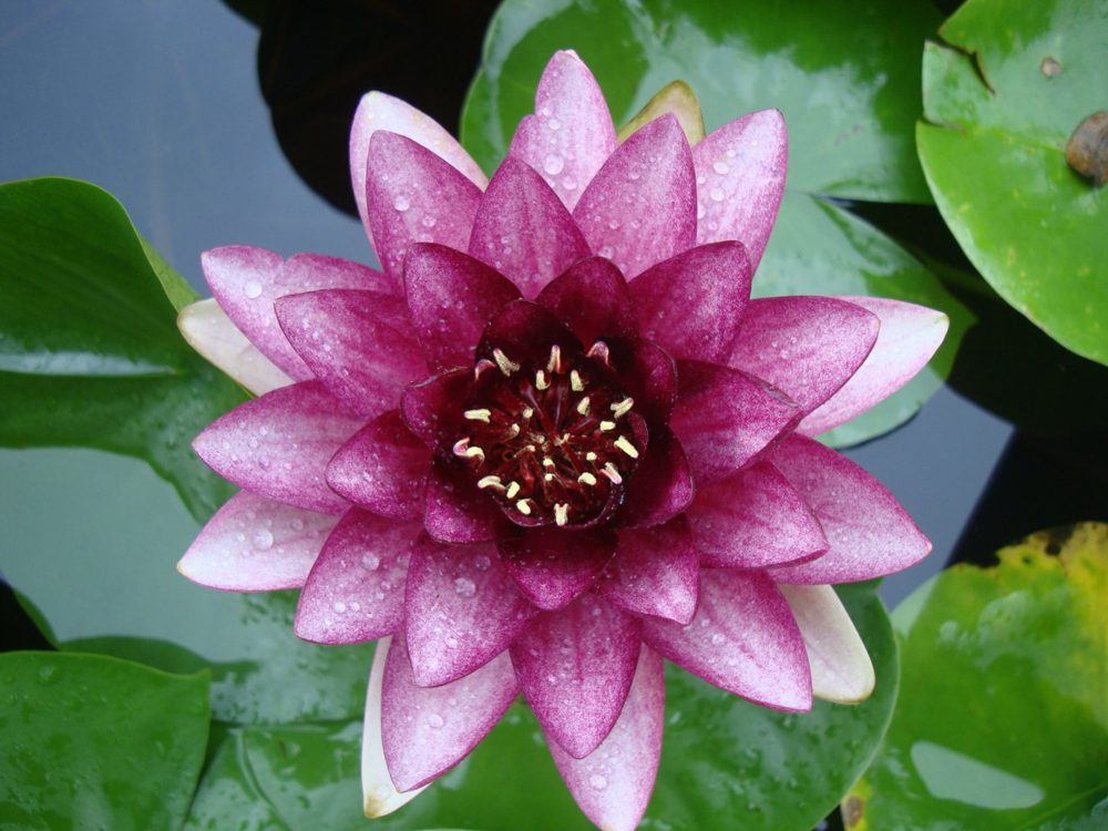 A deep purple water lily covered in raindrops, floating among green lily pads.