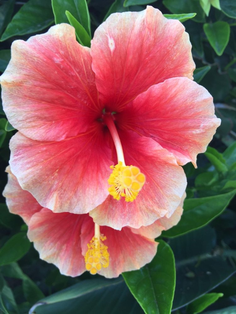 Two coral-red hibiscus flowers with long yellow-tipped stamens, against dark green leaves.
