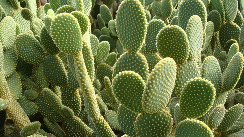A dense stand of prickly pear cactus, its oval pads dotted with tufts of fine bristles.