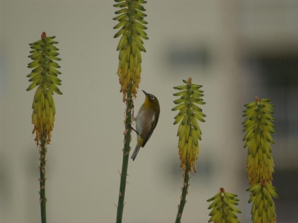 A small white-eye clinging to an aloe flower spike.