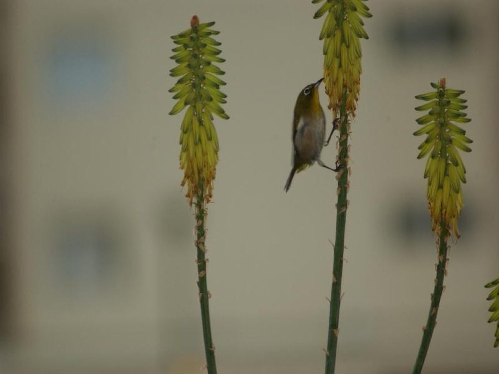 The same white-eye clinging to a bare aloe stalk between flower spikes.