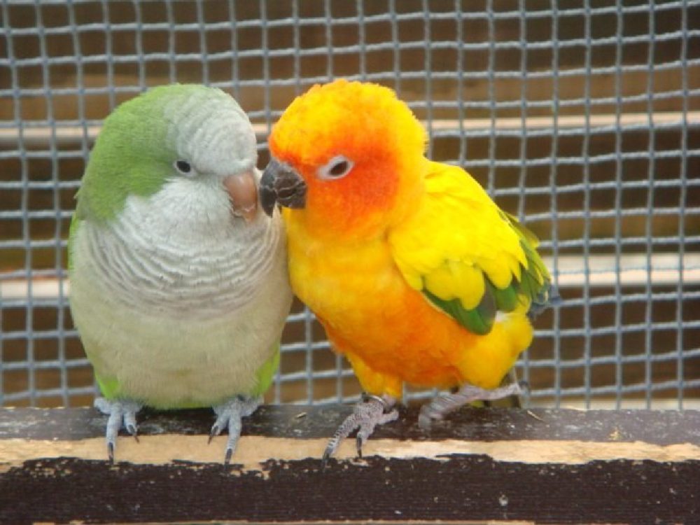A green monk parakeet and an orange-and-yellow sun conure perched close together, beak to cheek.