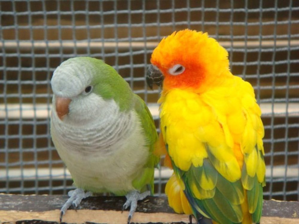 The monk parakeet and the sun conure side by side, the conure leaning its head toward its companion.