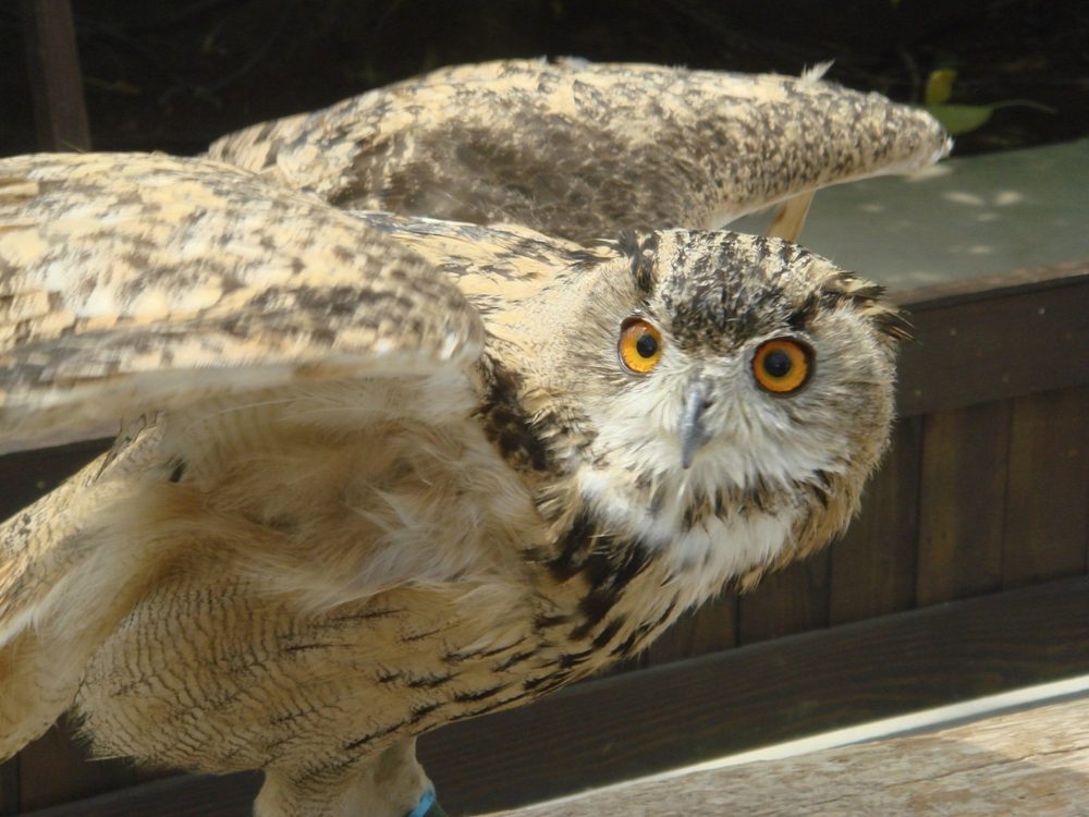 A Eurasian eagle owl with bright orange eyes and wings half spread, staring at the camera.