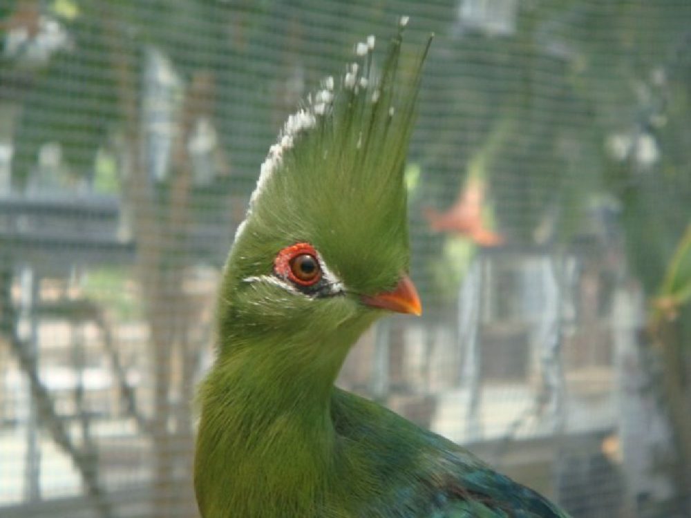 A green turaco with a tall white-tipped crest and a red ring around its eye.