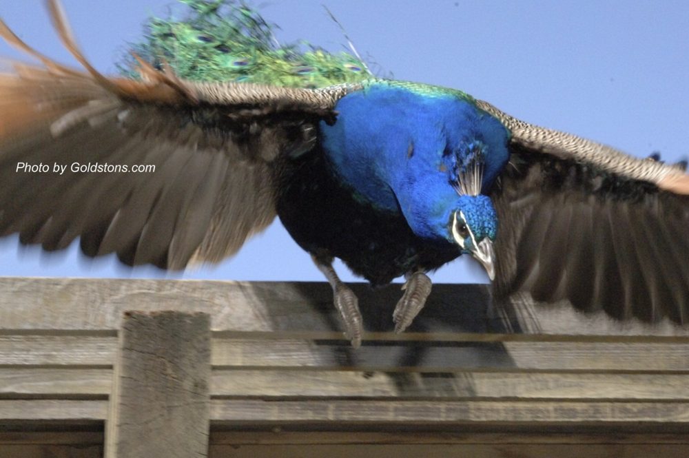 A peacock in flight with its wings spread wide, passing above a wooden fence.