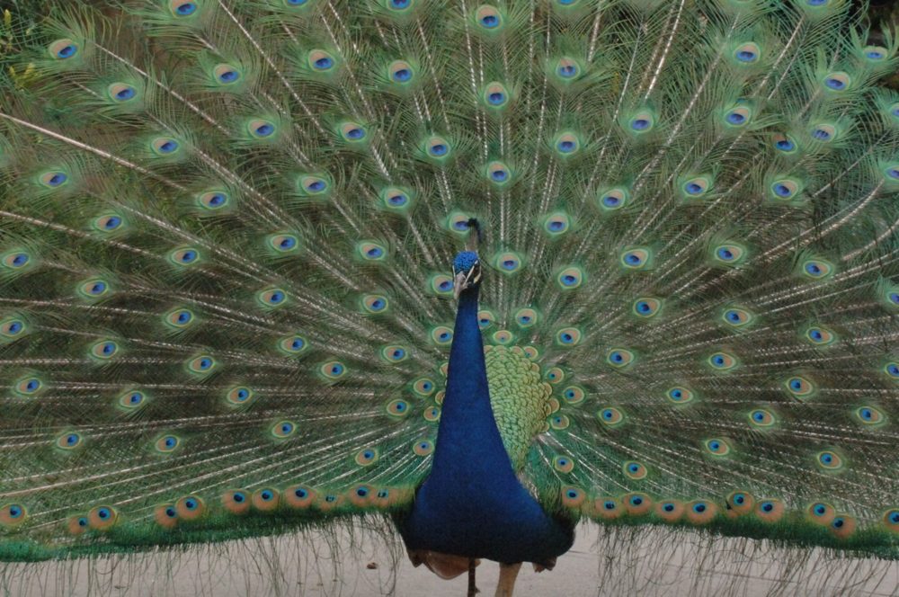 A peacock displaying his full tail fan, covered in eyespots.