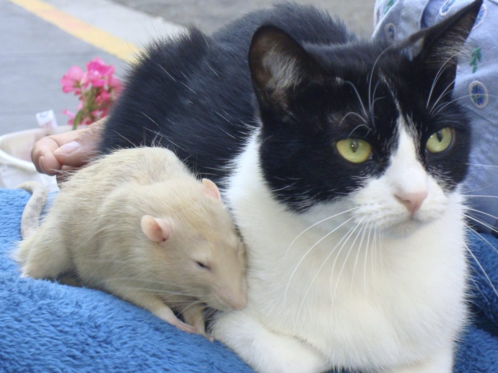 A black-and-white cat and a pale rat resting together on a blue blanket.