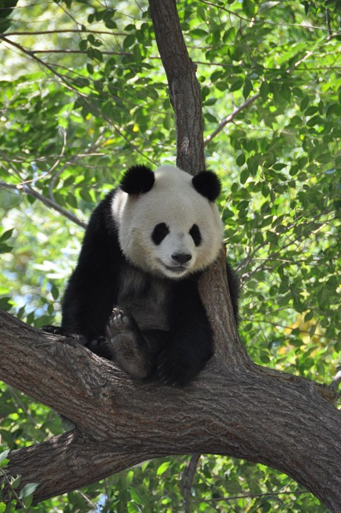 A giant panda sitting in the fork of a tree, looking down toward the camera.